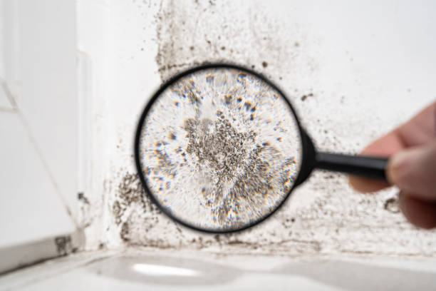 Best Environmental Consulting for Mold Prevention  in Emeryville, CA